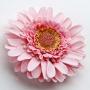PW Gerbera