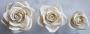 GCP Bloom R�zsa 3 m�ret Feh�r M/L/XL