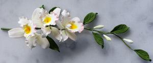 Cattleya Orchidea sz�l Pink 10db