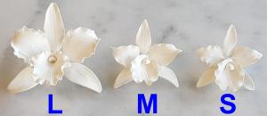 Cattleya Orchidea Feh�r L