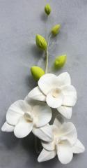 Orchidea sz�l 2. Feh�r 8db